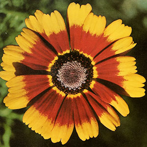 Coreopsis